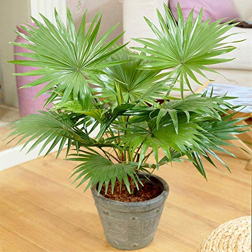 Plante d'intérieur décorative Livistona Palmier tropical Cadeau parfait Plante en pot 12 cm