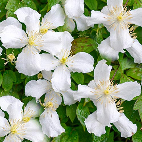 GardenersDream Clématite Grandiflora - Plante Grimpante à Grandes Fleurs Résistante au Froid - Clématite Vivace Persistante - Plante Extérieur Jardin Blanche