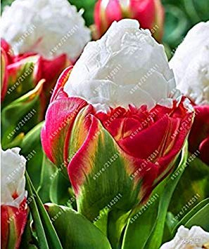 Vista Echte Tulpenzwiebeln, Vielzahl Frische Zwiebeln Tulpen, Blumenzwiebeln von hoher Qualität Zwiebelwurzel Hausgartenpflanze (nicht Tulpensamen) - 2 Stk. 18