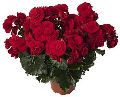Flor Natural Begonia Elatior Color Rojo Planta Natural Flores Rojas