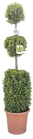 Vannucci Piante - x Cupressocyparis leylandii 'Castlewellan Gold', Cilindro + 2 palle, Cipresso leilandi giallo, Conifera, Pianta vera in vaso, Pianta da terrazzo (cod. 14)