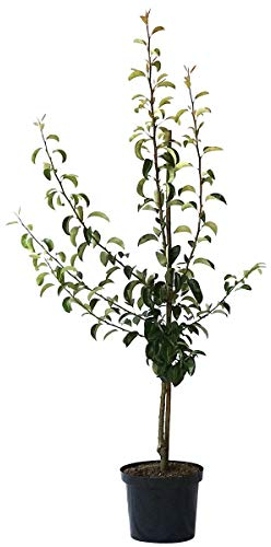Birnenbaum Gute Luise saftige Herbstbirne Buschbaum 110-140 cm im 10 Liter Topf Unterlage Quitte A
