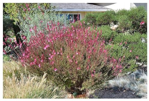 3 x Gaura lindheimeri 'Siskiyou Pink‘ (Stauden/Staude/Winterhart/Mehrjährig) Prachtkerze Rosa - Dauerblüher - Unermüdliche Blütenpracht für sonnige Beete - von Stauden Gänge