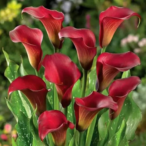 calla zwiebeln winterhart, frühlingsblumen zwiebeln, zimmerbonsai bonsai calla lilien zwiebeln, garten blumen, gartenbedarf herbstpflanzen winterhart blühend blühwiese mehrjährig deko 3pcs