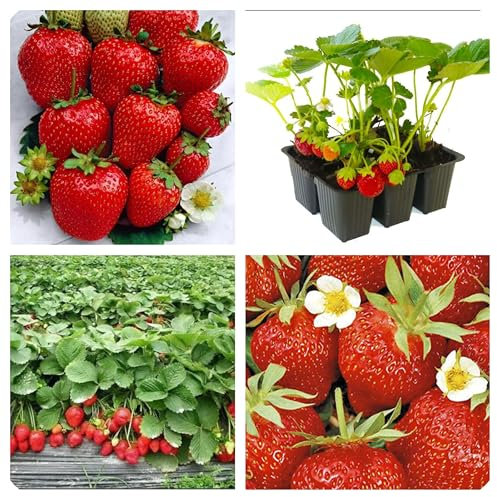 Semi di Fragole 4 Stagioni, Sementi da Orto Professionali per Vasi, Balcone e Giardino