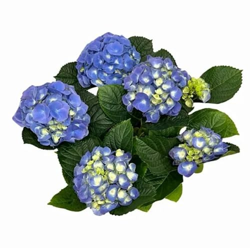 Blue Hydrangea en Vivo – Hortensia Azul Natural Planta Premium para Tu Jardín