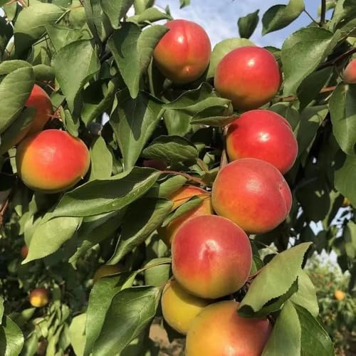 35 piezas Semillas de albaricoquero - columnar resistente semillas de albaricoque, pequeño para mujeres balcón resistentes jardín