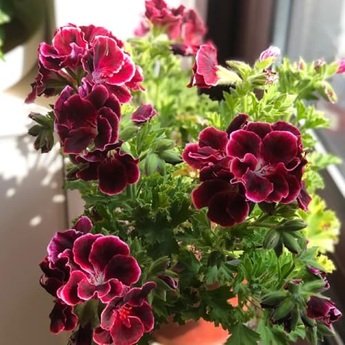 semillas de geranio resistente, pelargonio al aire libre cubierta perenne resistente ornamentales decoración Decoración de jardín 400pcs