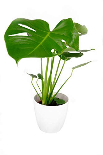 Monstera Cheese Plant Around 40-50cm in Height Includes Stunning White Elho Pot