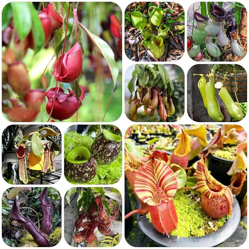 nepenthes - carnivora da giardino perenni resistenti Carnivoro da balcone resistenti ufficio sempreverdi tappezzante perenne e resistente verdi, 350semi