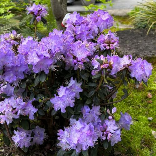semillas resistentes de azalea - perennes verano silvestres jardín rocas 80pcs