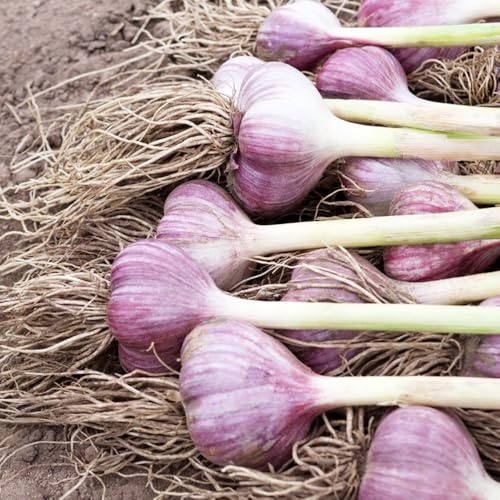 ajo orgánico Cultivo de hortalizas de invierno plantar ajo jardín interior invierno, exóticas para balcones elevados verdes del jardín 350semillas