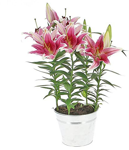 Lirio Natural - Llilium- Natural Planta con Inflorescencias de Gran Tamaño