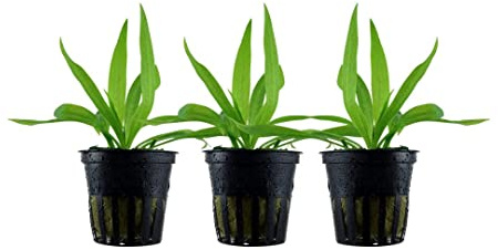 AquaOne Akvarieväxt 3 delar Helanthium 'Quadricostatus' I vattenväxt akvarieväxt, helt rotad rosett lätt att rengöra aquascaping dekoration