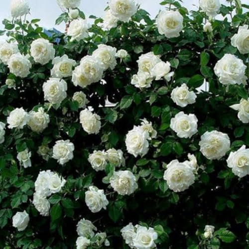 200 Graines de Rosier Non-OGM, Grimpant ou Arbustif, Fleurs Parfumées pour Jardin, Balcon, Paysage (Blanc)