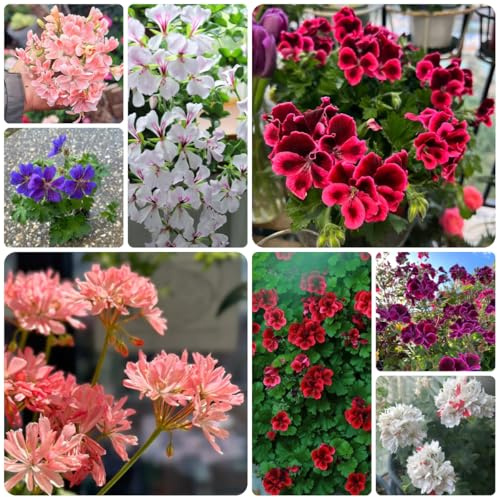 semi di geranio pelargonium rampicanti, da giardino roccioso gerani ornamentali per luoghi soleggiati primaverili, resistenti in vaso decorazione floreale 500semi