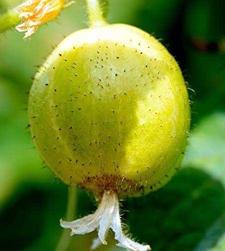 Seedeo® Salatgurke Limona (Cucumis sativus L) 20 Samen BIO