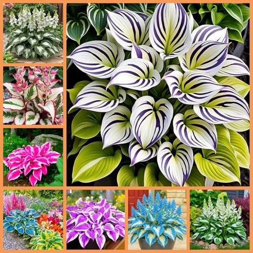 Rizomi di Hosta Misti per Piantagione,perenni Resistenti al Freddo, Facili da Coltivare per Giardino e Vasi.-4rhizome-C