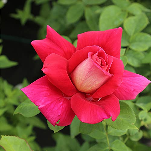 Heirloom Hybrid Tea Roses, Live Own Root Plant for Outdoor Garden, Flaming Peace, Lightly Fragrant, Hardiness Zones: 7-9, Continual Blooming