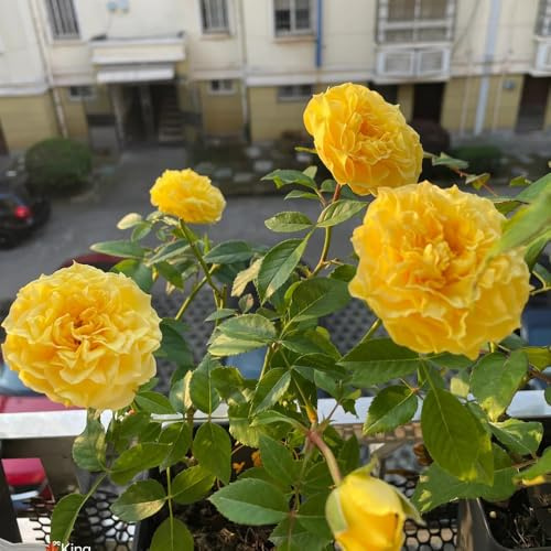 semillas resistentes de rosal, comprar Rosas trepadoras orgánicas, perennes 250pcs