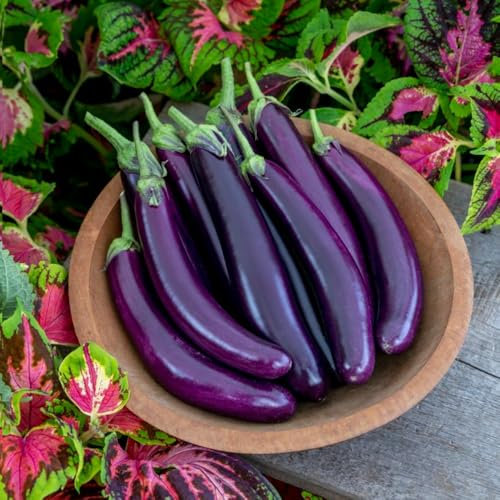 Aubergine 'Violet Knight' F1 - Disease-Resistant, Early Maturing Variety for Pots and Greenhouses - High Yield Purple Eggplant Seeds - 1 Packet (6 Seeds) by Thompson & Morgan