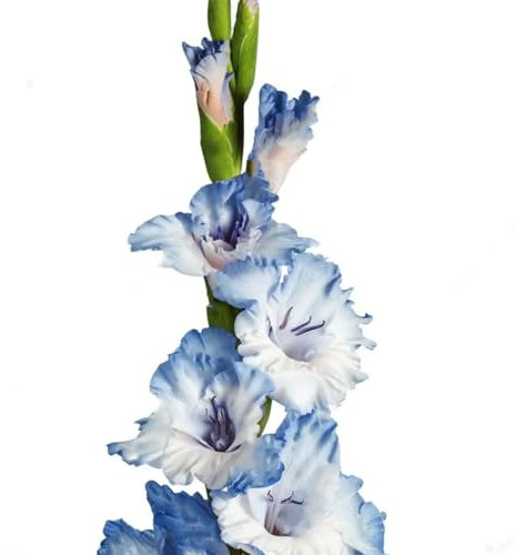 Gladiolus Bulbs. -Strong Plants That Grow Well Mix Golden Jade Carving Feels Beautiful-8 Bulbs-C