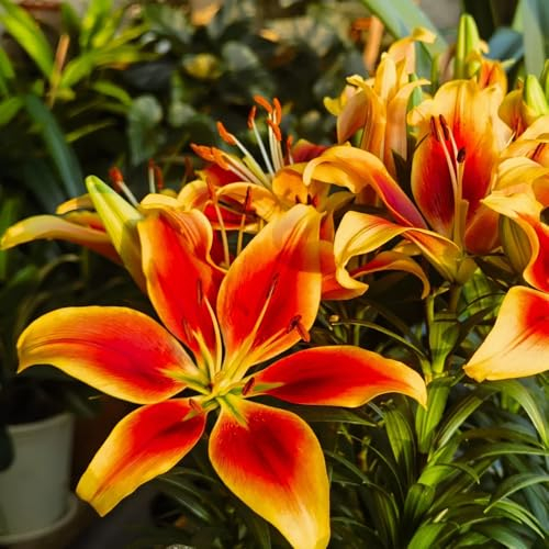 2 pcs Lilien Zwiebeln Winterhart Mehrjährig, dekoblumen stauden balkon pflanze Lilium brownii, Baumlilien, Lilie, winterharte kübelpflanzen, blumen geschenk Bloom Indoor Garten Wanddeko