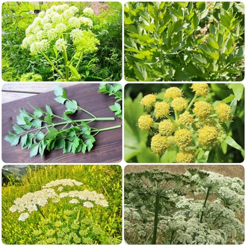 300 Pcs Liebstöckel Samen Mehrjährig Winterhart - Wildkräuter Samen Kräuter Liebstöckel Samen Bio, Kräutergarten Küche, Gemüse Pflanzen Gemüsesamen, Indoor Kräutergarten Nachhaltige