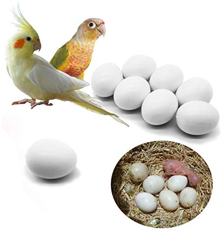 FOIBURELY 8 Pcs Solid Parrot Dummy Eggs Hatching Eggs Green Cheek, Lorikeet&Ringneck Dove, Quaker, Cockatiel. Trick The Birds to Stop Laying Eggs, Dummy Eggs