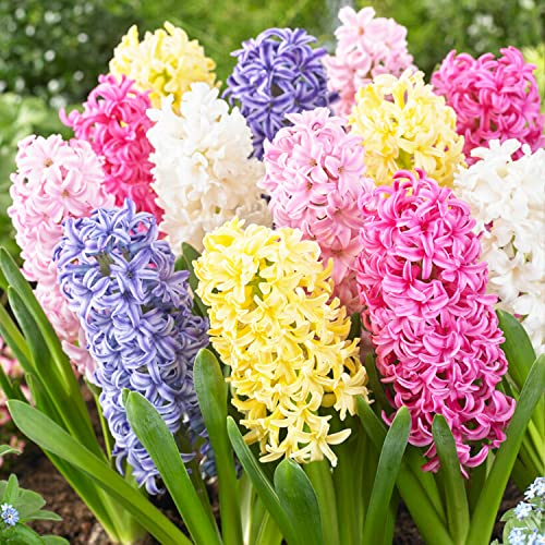 Hyazinth Pastel Mix (15 pièces), Collection de jacinthes parfumées, 3 variétés/couleurs, vivaces, rustiques Mélange de bulbes de Hollande pour le jardin, pot, verre (gros bulbes, pas de graines)