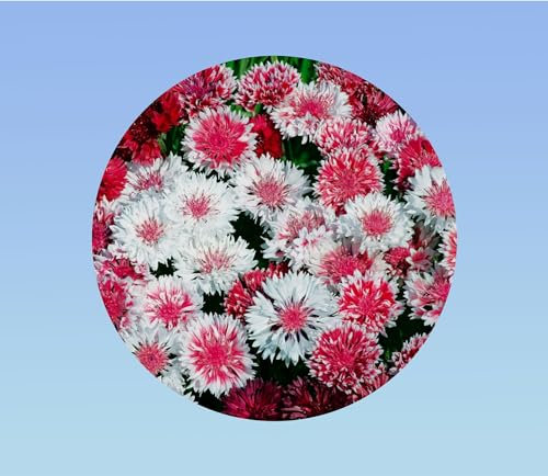 1000 graines de Centaurée rose shades - Centaurea Cyanus - mélange de couleurs roses