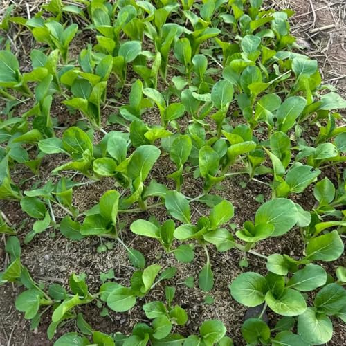 I semi di Pak Choi sono resistenti all'inverno, esterno senape cinese, varietà antiche, balcone, tappezzanti, 400pcs