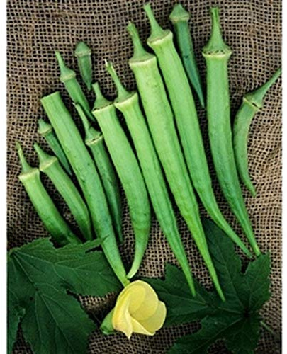 Dwarf-Stalk Long Green Okra - 2-1/2' to 3' Tall 7 Tender pods. (300 - Seeds)