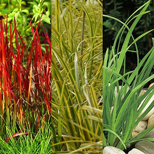 Ziergras Sortiment - 3 Stück