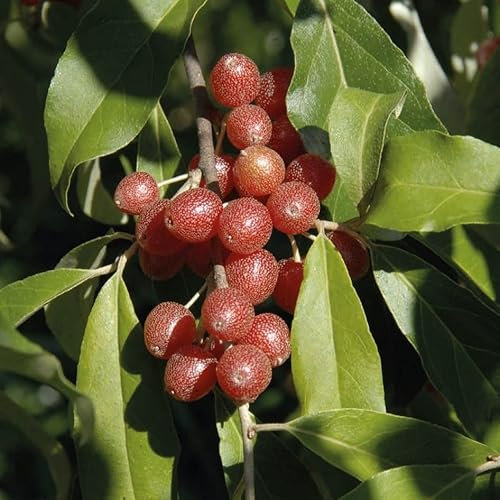 Haselnuss 2L Pflanze für Anfänger und professionelle Gärtner - Ideal für Kleingarten, Garten - Schöne Pflanze mit ungewöhnlichen Blüten - Genießen Sie jeden Tag ihre Farben