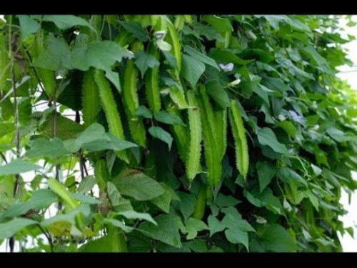 Fagiolo alato Psophocarpus Tetragonolobus Semi biologici Semi antichi Senza OGM