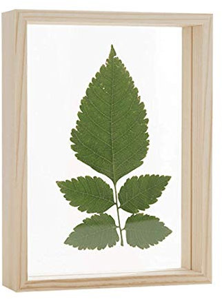 Double Sided Acrylic Glass Plant Photo Frame Plant Specimen Wood Frame for Dried Flower Plants Room Desktop Decoration Light Wood