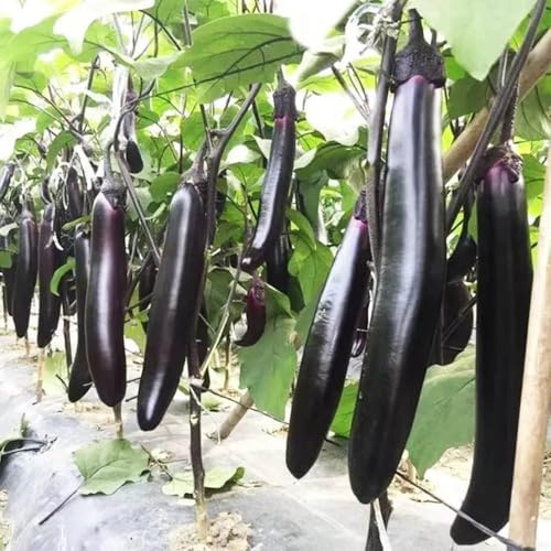 semi di melanzane biologiche - giardino interno esterno resistenti 20pcs