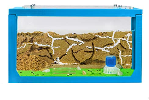 AntHouse.es - Hormiguero de Arena 3D | Kit de Inicio 20x10x10 cm | Granja de Hormigas Color Azul Celeste | Hormigas Incluidas