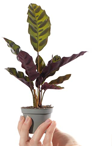 Baby Rattlesnake Plant - Calathea Lancifolia Indoor Tropical Houseplant in 6cm Pot | Mini Plant with Patterned Foliage | for Home and Office | Grow Your Own Baby Plants