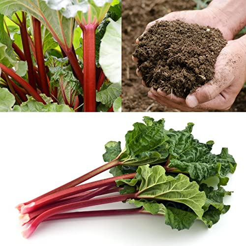 7 x Mixed Ready to Plant Rhubarb Crowns - Varieties Like Timperley Early - Red Champagne - Prince Albert - with Free Growing Compost Complement for Improved Growth