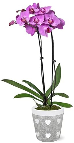 From You Flowers - Blooming Love Lavender Orchid for Birthday, Anniversary, Get Well or Celebration