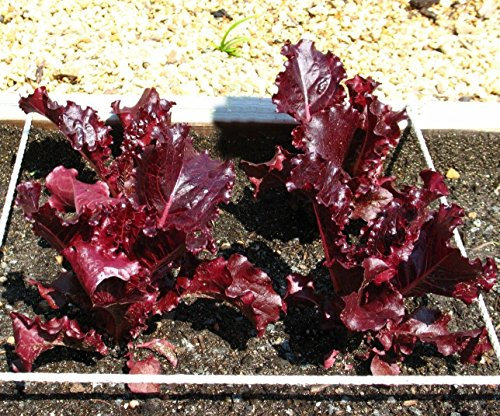 Super rouge laitue romaine 2500 graines Lactuca sativa NON OGM Ez croissance CombSH
