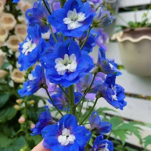 semillas de delphinium, perenne resistente, sombra espuela de caballero de jardín, ornamentales decoración 400pcs