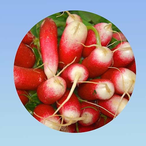 Planète graines - 10 grammes de radis 18 jours demi long - environ 1400 graines