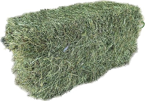 Heu lose á ca. 15kg für Meerschweinchen und Kaninchen * Aktion * 1. Schnitt Soft * Warmluft