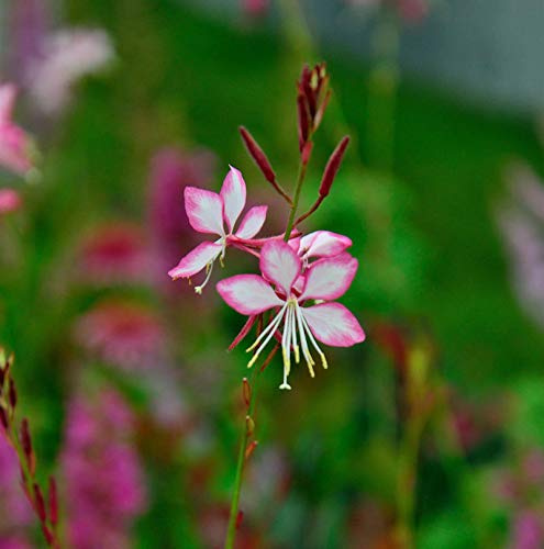 Prachtkerze Rosy Jane - Gaura lindheimeri - lebende Gartenpflanze aus den Baumschulen