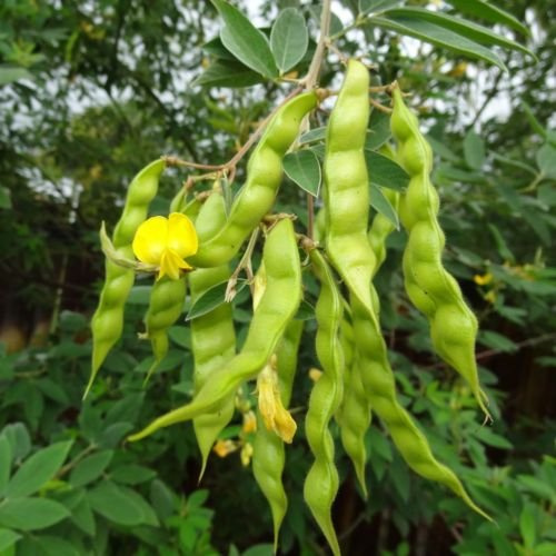Pigeon Pea (Grandules), Fagioli Porto Rico, Congo Pea orto - 25 Semi