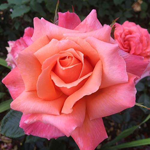 Heart of Gold - 5.5lt Potted Hybrid Tea Garden Rose Bush - Gorgeous Deep Apricot Blooms, Fragrant, Healthy & Repeat Flowers.