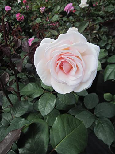 Rosa Madame Anisette ® - Edelrose Parfuma ® Madame Anisette ® - Kordes Rose - ADR Rose